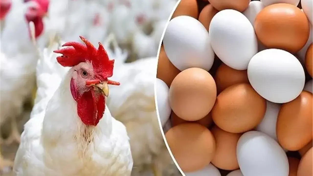 قائمة الأسعار المحدثة.. تكلفة شراء الدواجن بجميع الأسواق خلال ثالث أيام رمضان